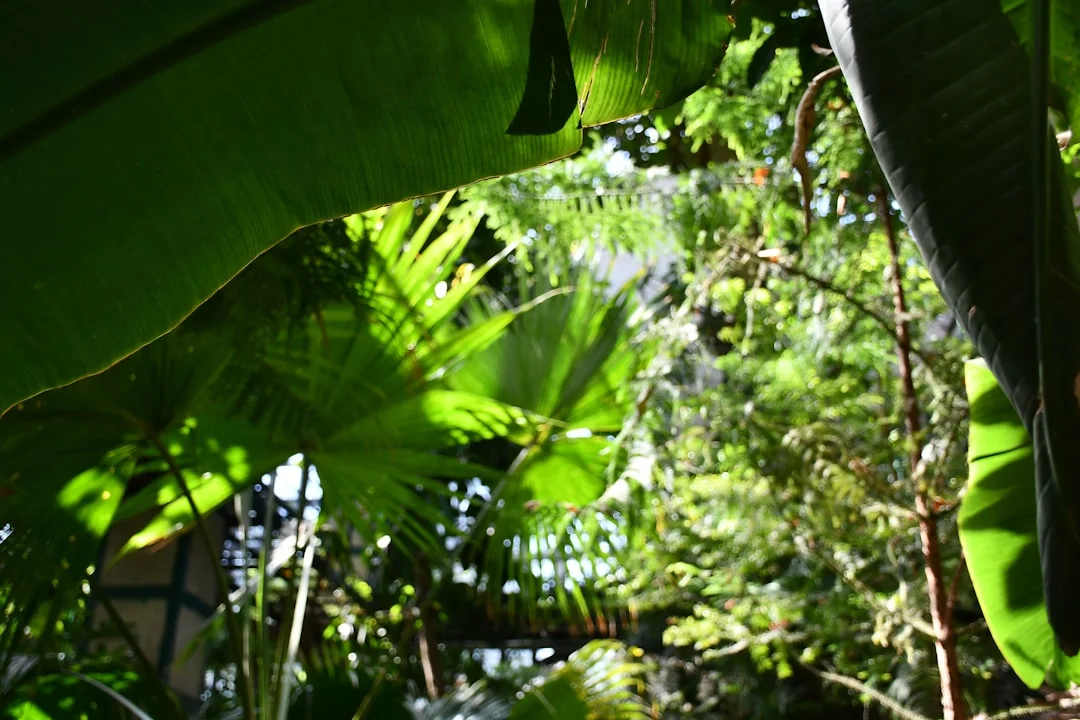 Lush forest